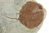Plate with Two Fossil Leaves (Two Species) - Montana #270238-2